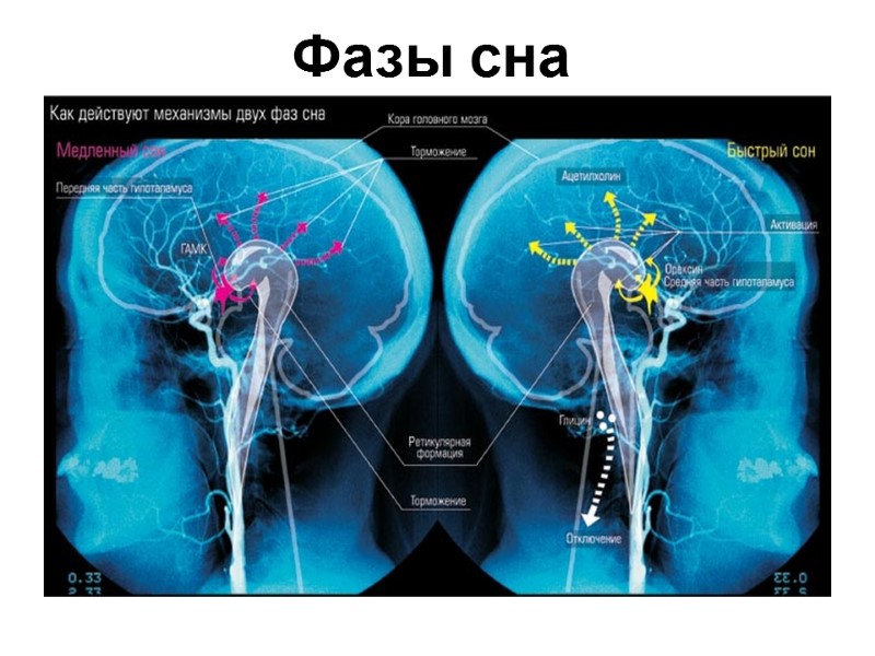 Фазы сна Фазы сна